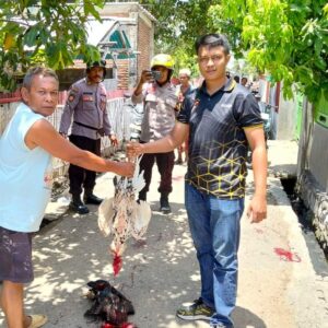 Tanpa Kompromi, Polsek Bolo Grebek Arena Judi Sabung Ayam dan dua Ekor Ayam Aduan di Potong