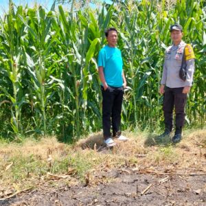 Tak Hanya Mengamankan, Bhabinkamtibmas Desa lasi Polsek Kilo Polres Dompu Turun ke Sawah Temani Petani.