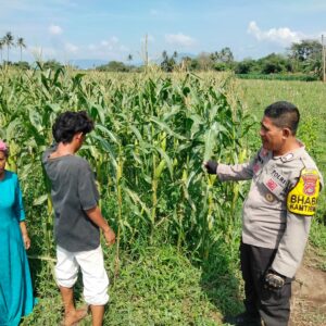 Bhabinkamtibmas Desa Cempi Jaya Dampingi Petani Jagung, Wujudkan Ketahanan Pangan Nasional Menuju Indonesia Emas 2045