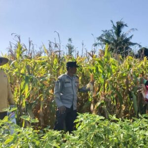 Panen Jagung P27 di Beleka Berjalan Sukses, Polisi Turun Langsung Kawal Petani