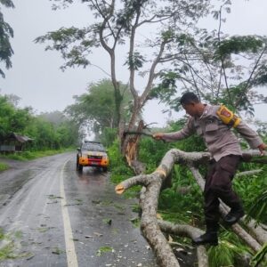 Gerak Cepat Polsek Asakota Evakuasi Pohon Tumbang yang Menutup Akses Jalan Umum di Ncai Kapenta