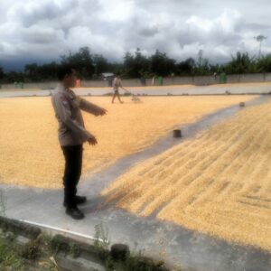 Polsek Labuapi Pastikan Jagung Petani Lombok Barat Terserap Bulog