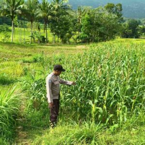 Dukungan Bhabinkamtibmas: Kunci Ketahanan Pangan Lokal
