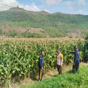 BHABINKAMTIBMAS DESA MUMBU CEK TANAMAN JAGUNG WARGA, DUKUNG KETAHANAN PANGAN DAN JAGA KEDekatan DENGAN MASYARAKAT