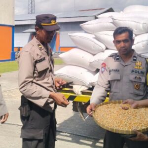 Jagung Petani Lombok Barat Diserap Bulog, Harga Stabil Sesuai HPP