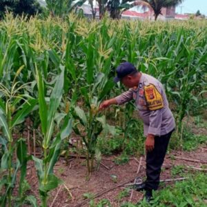 Polsek Labuapi Pantau Ketahanan Pangan di Karang Bongkot