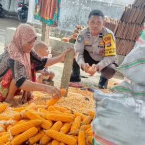 Polri Dampingi Petani Panen Jagung di Lombok Barat