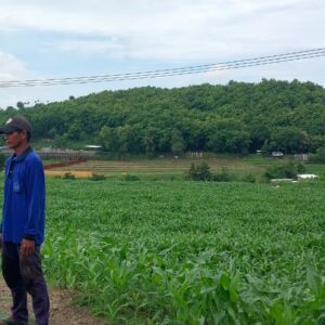 BHABINKAMTIBMAS DESA MANGGENAE LAKUKAN PEMANTAUAN LAHAN JAGUNG UNTUK DUKUNG KETAHANAN PANGAN WILAYAH
