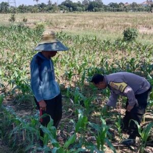 Bhabinkamtibmas Dampingi Petani Jagung, Perkuat Ketahanan Pangan