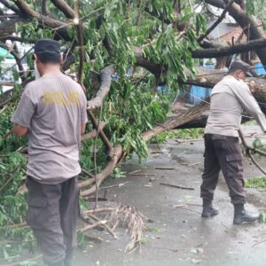 Polres Bima Kota Respon Cepat Bersihkan Pohon Tumbang di Seputar Gudang Bulog Jatiwangi dan Kelurahan Sarae