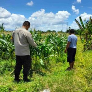 Dukung Ketahanan Pangan, Bhabin Labuapi Ajak Petani Jagung Jual ke Bulog