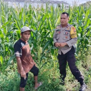 Polsek Labuapi Kawal Ketahanan Pangan di Bagik Polak
