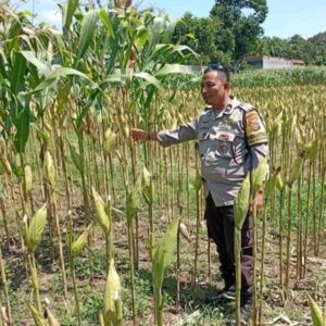 Polsek Labuapi Perkuat Ketahanan Pangan di Desa Merembu
