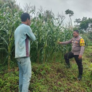 Bhabinkamtibmas Desa Janapria Laksanakan DDS dan Pengecekan Tanaman Jagung Warga