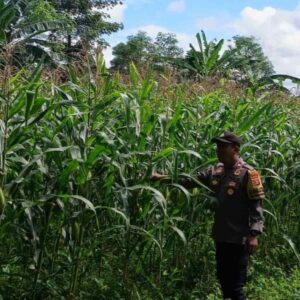 Bhabinkamtibmas Pantau Lahan Jagung Hibrida di Labuapi