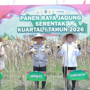 Kapolda NTB Hadiri Panen Raya Jagung Serentak Kuartal I 2026 di Lombok Barat