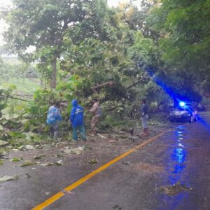 Pohon Tumbang Tutup Jalan di Desa Luk, Personel Polsek Rhee Sigap Evakuasi dan Atur Lalu Lintas