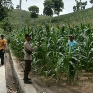 Satuan Reserse Narkoba Polres Dompu kembali menunjukkan komitmennya dalam memberantas peredaran gelap narkotika. Pada Selasa, 13 Januari 2026 sekitar pukul 20.30 Wita, Tim Opsnal Satresnarkoba Polres Dompu berhasil mengamankan dua orang perempuan terduga pelaku tindak pidana narkotika jenis sabu di sebuah home stay yang berlokasi di Desa Pekat, Kecamatan Pekat, Kabupaten Dompu, tepatnya di depan Kantor PLN (Persero) Rayon Dompu Sub Rayon Desa Pekat.  Penangkapan dan penggeledahan tersebut dipimpin langsung oleh Kasat Resnarkoba Polres Dompu IPTU Rahmadun Siswadi, S.H., berdasarkan informasi masyarakat yang menyebutkan bahwa lokasi tersebut kerap dijadikan tempat transaksi narkotika.  Adapun dua terduga pelaku yang diamankan yaitu:  -E (33), perempuan, alamat Dusun Mantika, Desa Nangakara, Kecamatan Pekat, Kabupaten Dompu.  -NR (33), perempuan, alamat Dusun Suka Muli, Desa Kadindi, Kecamatan Pekat, Kabupaten Dompu.  Kronologis Pengungkapan Kasus ini bermula dari laporan masyarakat pada Selasa, 13 Januari 2026, terkait dugaan aktivitas transaksi narkotika di wilayah Desa Pekat. Menindaklanjuti informasi tersebut, Kasat Resnarkoba Polres Dompu memerintahkan Tim Opsnal untuk melakukan penyelidikan dan pengumpulan bahan keterangan (pulbaket).  Sekitar pukul 20.00 Wita, tim berhasil memastikan keberadaan target di salah satu home stay di Desa Pekat. Operasi pengungkapan dipimpin oleh Kanit II Satresnarkoba Polres Dompu BRIPKA Iwan Setiawan selaku ketua tim. Dengan taktik masuk secara bertahap untuk menghindari kecurigaan, petugas berhasil mengamankan kedua terduga pelaku yang saat itu berada di dalam kamar home stay.  Dalam proses penggeledahan yang disaksikan oleh saksi umum dan saksi anggota, terduga pelaku mengakui menyimpan narkotika di dalam kamar. Barang bukti tersebut kemudian diperlihatkan dan diserahkan langsung oleh terduga kepada petugas.  Barang Bukti yang Diamankan Dari hasil penggeledahan, petugas berhasil mengamankan barang bukti berupa:  -9 (sembilan) klip gulung berisi narkotika jenis sabu dengan berat bruto 3,55 gram -1 buah tas warna coklat berisi tas kecil warna cream -1 buah tas warna biru -2 buah kaca -4 buah pipet yang telah dimodifikasi -1 buah korek gas yang dimodifikasi -2 buah tutupan botol yang dimodifikasi -1 buah bong -1 buah gunting -4 unit telepon genggam  Selanjutnya, sekitar pukul 00.30 Wita, tim membawa kedua terduga beserta seluruh barang bukti ke Mako Polres Dompu guna dilakukan penyidikan dan pengembangan lebih lanjut.  Pernyataan Kasat Resnarkoba Kasat Resnarkoba Polres Dompu IPTU Rahmadun Siswadi, S.H. menegaskan bahwa pengungkapan ini merupakan hasil kerja keras dan sinergi antara kepolisian dan masyarakat.  “Pengungkapan ini berawal dari informasi masyarakat yang kami tindaklanjuti secara cepat. Dari hasil penggeledahan, kami mengamankan narkotika jenis sabu seberat bruto 3,55 gram beserta alat-alat yang digunakan. Saat ini kedua terduga pelaku telah diamankan dan akan kami kembangkan untuk mengungkap jaringan serta sumber barang haram tersebut,” jelas IPTU Rahmadun.  Pasal yang Disangkakan Kedua terduga pelaku disangkakan Pasal 114 ayat (1) Undang-Undang Nomor 35 Tahun 2009 tentang Narkotika, juncto ketentuan penyesuaian pidana dalam UU Nomor 1 Tahun 2026, dengan ancaman pidana berat sesuai ketentuan hukum yang berlaku.  Tanggapan Kapolres Dompu Sementara itu, Kapolres Dompu AKBP Sodikin Fahrojin Nur, S.I.K. melalui Kasi Humas Polres Dompu IPTU I Nyoman Suardika menyampaikan apresiasi atas kinerja Satresnarkoba.  “Kapolres Dompu mengapresiasi keberhasilan Satresnarkoba dalam mengungkap kasus ini. Polres Dompu berkomitmen penuh untuk memberantas peredaran narkotika hingga ke akar-akarnya dan mengajak masyarakat terus berperan aktif memberikan informasi demi menyelamatkan generasi muda dari bahaya narkoba,” ujar IPTU Nyoman.  Saat ini, penyidik Satresnarkoba Polres Dompu masih melakukan pendalaman, gelar perkara, pemeriksaan saksi, serta pengembangan jaringan guna mengungkap asal-usul narkotika tersebut.