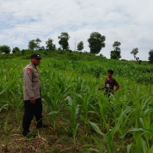 Bhabinkamtibmas Polsek Hu’u Pantau Lahan Jagung Warga Dukung Ketahanan Pangan Nasional menuju Indonesia Emas 2045