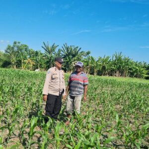 Polri Hadir di Tengah Petani, Pantau Lahan Jagung Warga di Kecamatan Kilo