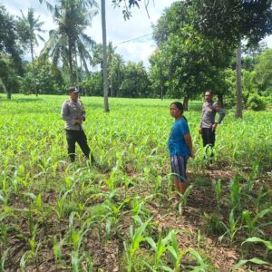 Dukung Asta Cita, Polsek Rhee Dampingi Petani Jagung dan Dorong Pemanfaatan Lahan Pekarangan