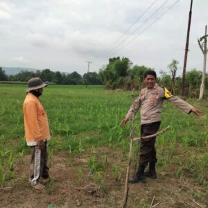 Polsek Hu’u Pantau Lahan Jagung Warga di Desa Cempi Jaya, Dukung Ketahanan Pangan Nasional