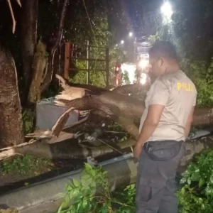 Pohon Tumbang di Batulayar, Polisi Gerak Cepat Sterilisasi Jalan