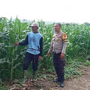 Dukung Kedaulatan Pangan, BKTM Desa Lamenta Pantau Langsung Perawatan Tanaman Jagung Warga