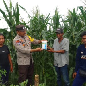 Bhabinkamtibmas Polsek Tambora Monitoring Pertumbuhan Jagung dan Berikan Latihan PBB Bagi Pelajar SDN 02 Labuhan Kananga
