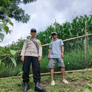 Bhabinkamtibmas Polsek Kilo Pantau Lahan Jagung Warga di Desa Mbuju, Dukung Program Ketahanan Pangan Nasional