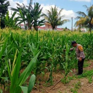 Polri Dampingi Petani Jagung di Labuapi Perkuat Ketahanan Pangan