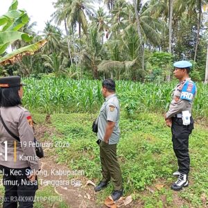 Kapolsek Selong Koordinasi dan Cek Lahan Jagung di Kelayu Selatan