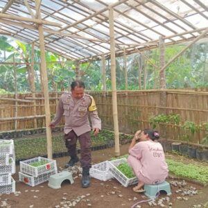 Warga Banyu Urip Lombok Barat Sulap Pekarangan Jadi Lahan Pangan