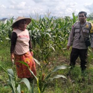 Polsek Labuapi Dampingi Petani Jagung Perkuat Ketahanan Pangan