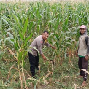 Polsek Labuapi Dampingi Petani Bagik Polak Barat Wujudkan Swasembada Pangan
