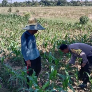 Polres Lombok Barat Kawal Swasembada Pangan di Labuapi