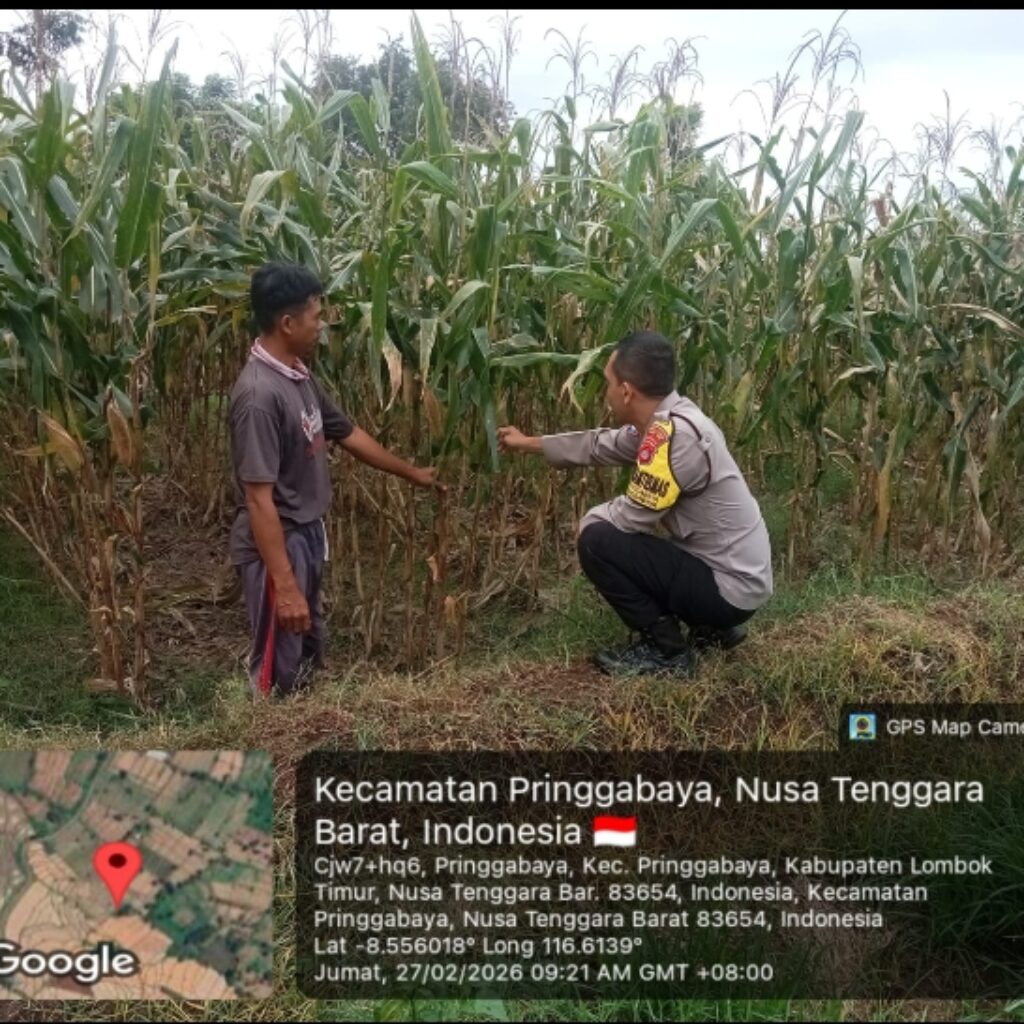 Bhabinkamtibmas Desa Pringgabaya Cek Lahan Jagung Warga di Subak Pade Girang II