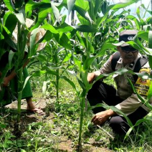 Polres Lombok Tengah Dukung Ketahanan Pangan, Bhabinkamtibmas Desa Mertak Bantu Petani Jagung Rawat Lahan