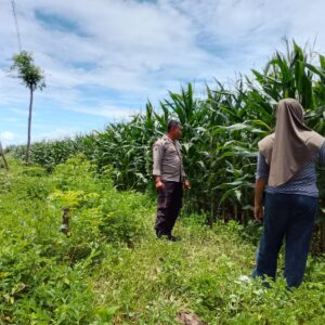 Polsek Pekat Pantau Lahan Jagung Warga Dukung Ketahanan Pangan Nasional
