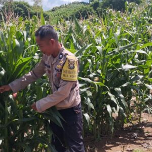Dukungan ketahanan pangan, Polsek Praya Timur Lakukan Pengecekan Lahan Jagung di Desa Kidang
