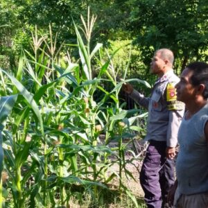 Bhabinkamtibmas Desa Sawe Laksanakan Pemantauan Lahan Jagung Warga, Dukung Ketahanan Pangan Nasional Menuju Indonesia Emas