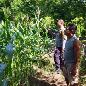 Bhabinkamtibmas Desa Sawe Laksanakan Pemantauan Lahan Jagung Warga, Dukung Ketahanan Pangan Nasional Menuju Indonesia Emas