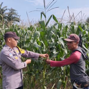 Polsek Kempo Pantau Lahan Jagung Warga Dukung Ketahanan Pangan Nasional Menuju Indonesia Emas 2045