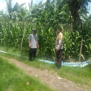 Bhabinkamtibmas Polsek Hu’u Pantau Lahan Jagung Warga Binaan di Desa Rasabou, Dukung Ketahanan Pangan Nasional
