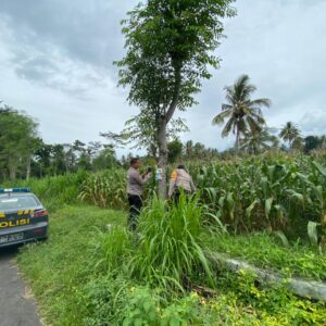 Kapolsek Wanasaba Cek Lahan Jagung Jelang Panen di Desa Wanasaba Daya