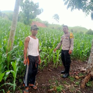 Bhabinkamtibmas Desa Woko Pantau Lahan Jagung Warga, Dukung Ketahanan Pangan Nasional Menuju Indonesia Emas