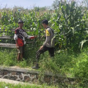 Bhabinkamtibmas Desa Songgajah Pantau Lahan Jagung Warga, Dukung Program Ketahanan Pangan Nasional Menuju Indonesia Emas 2045