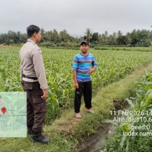 Bhabinkamtibmas Desa Korleko Cek Lahan Jagung Milik Poktan Nunas Subur
