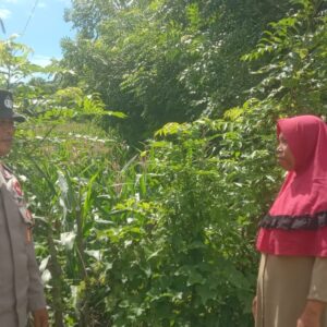 Dukung Asta Cita Presiden RI, Bhabinkamtibmas Desa Rhee Turun Langsung Pantau Pertumbuhan Jagung Hibrida