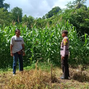 Dukung Ketahanan Pangan Nasional, Bhabinkamtibmas Desa Tarusa Sambangi Petani Jagung di Blok Palung
